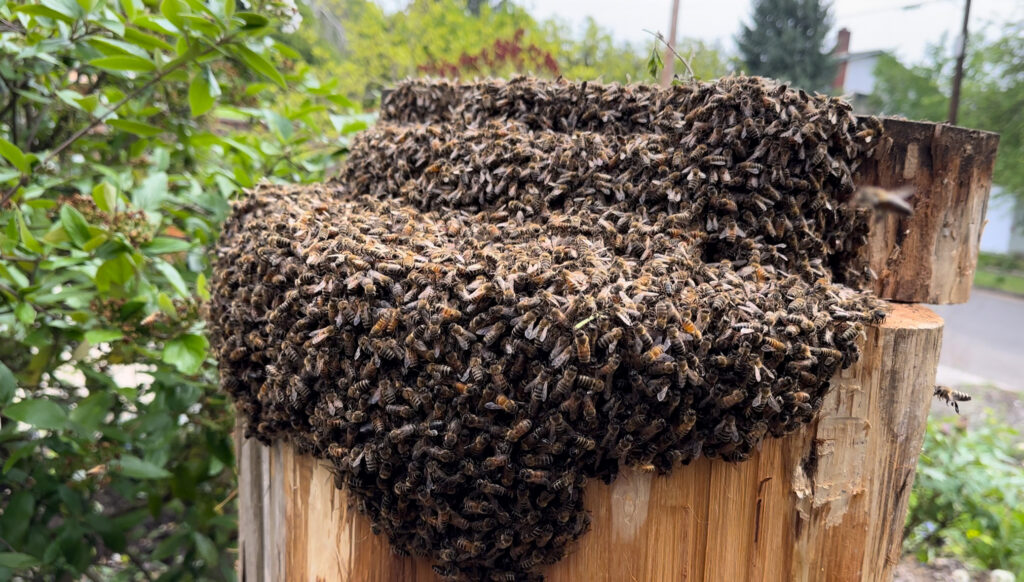 A honeybee swarm